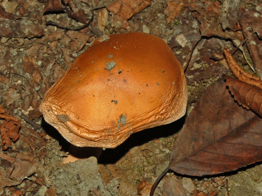Dei funghi ... bruttarelli